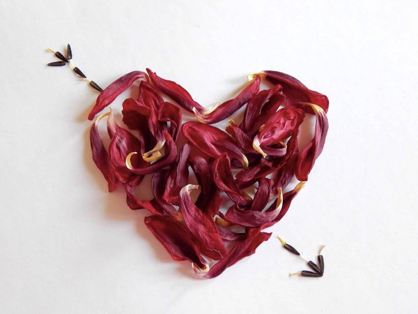 Quel est l'oiseau de l'amour ?