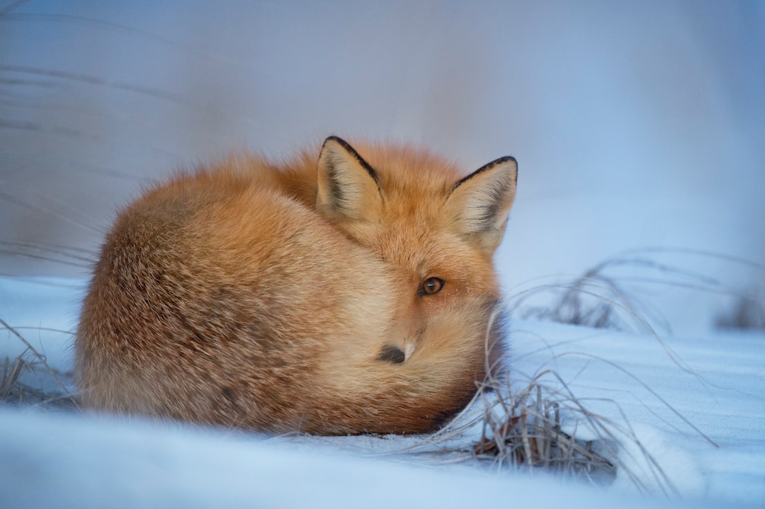 Quel animal a plusieurs cerveaux ?